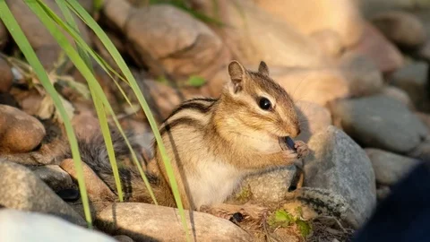 Chipmunk eats sunflower seeds on the stones. 4K closeup Stock Footage 115651084
