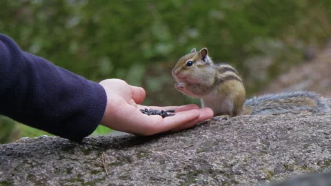 Chipmunk eats sunflower seeds while sitting on palm Stock-Footage 189826519