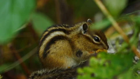 Chipmunk eats wet in the autumn forest  close up Stock Footage 142365993