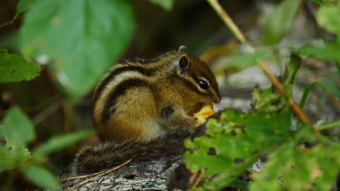 Chipmunk eats wet in the autumn forest Stock Footage 142366390