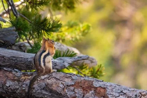 Chipmunk Enjoying View Foto stock