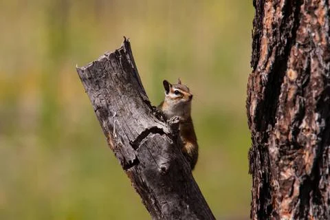 Chipmunk exploring a tree Stock Photos