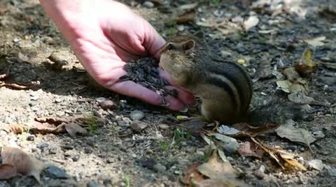 Chipmunk fed by hand 2 Stock Footage 12525322