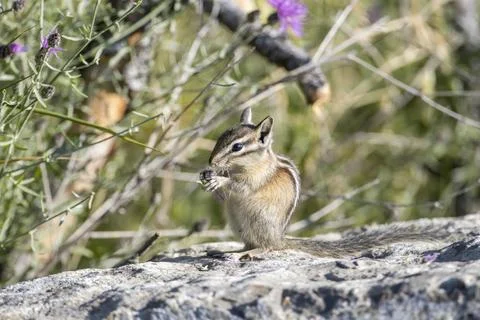 Chipmunk feeds on a flower. Stock Photos