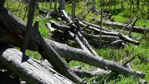 Chipmunk on a fence Stock Footage 71622211