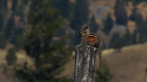 Chipmunk on fence post in grassland, deep bokeh, slomo 4k Video stock 280441074