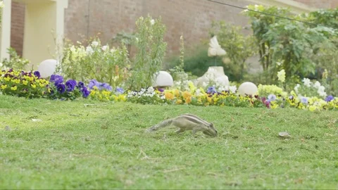 A chipmunk finding and eating on green grass in the park. Video stock 93586542