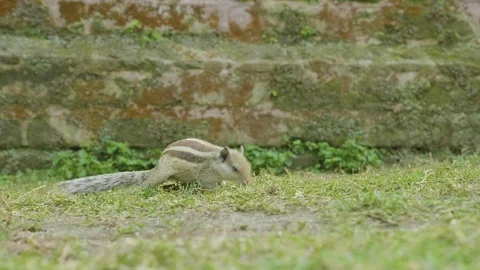 A chipmunk finding and eating on green grass in the park. Stock Footage 93587141