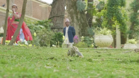 A chipmunk finding and eating on green grass in the park. Stock Footage 93587356