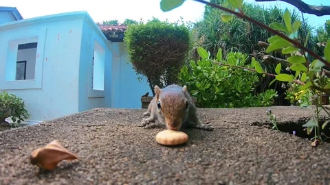 Chipmunk finds a cracker in the garden Vídeos de archivo 164785603