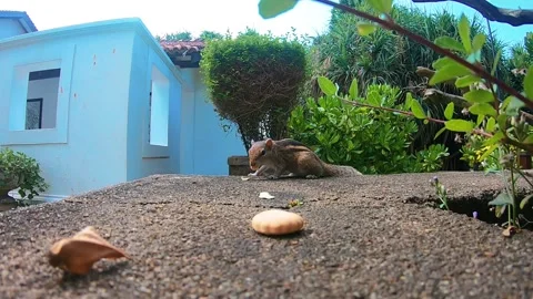 Chipmunk finds a cracker in the garden Vídeos de archivo 164785607