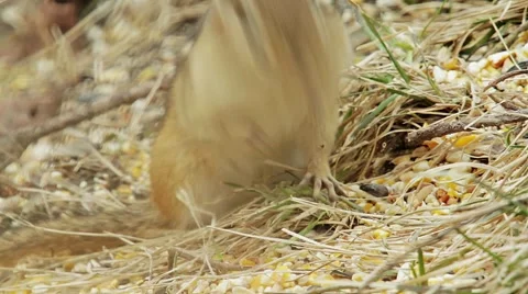 Chipmunk Vidéo 1803729