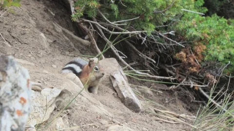 Chipmunk Stock Footage 93688297