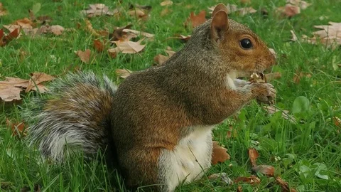 Chipmunk Stock Footage 128606510