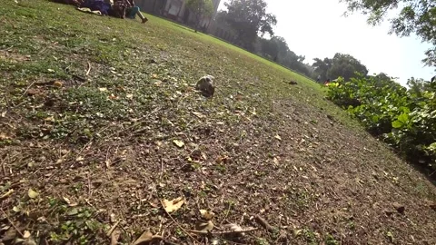 Chipmunk Stock Footage 157361014