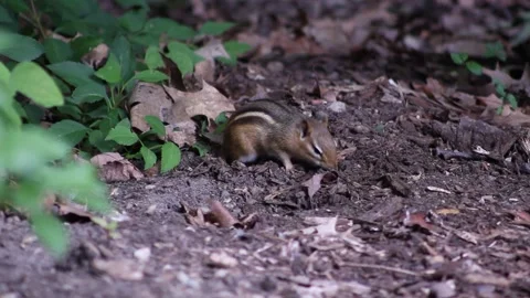 Chipmunk Stock Footage 167336361