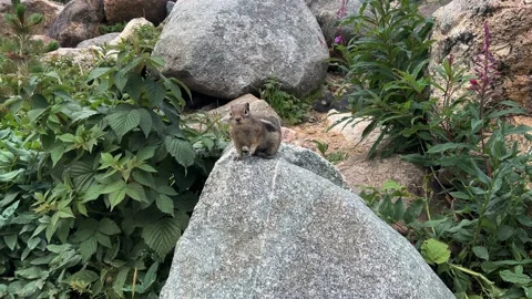 Chipmunk Stock Footage 204767720