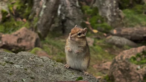 Chipmunk Stock Footage 283469153