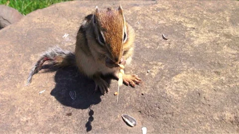Chipmunk Video stock 332196341
