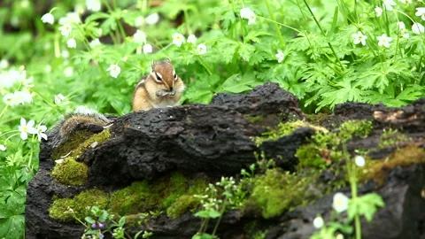 Chipmunk Stock-Footage 332390107