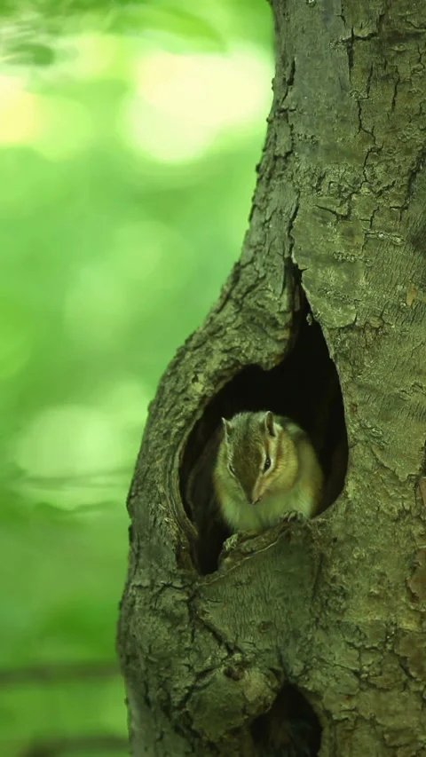 Chipmunk Video stock 332390194