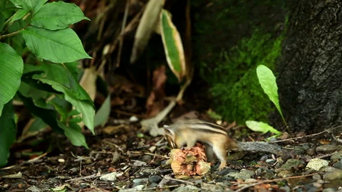 Chipmunk Stock-Footage 332390588