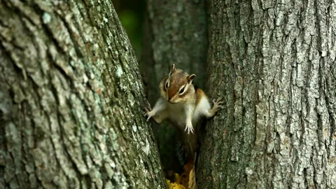 Chipmunk Stock Footage 332391116