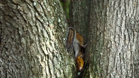 Chipmunk Stock-Footage 332391131