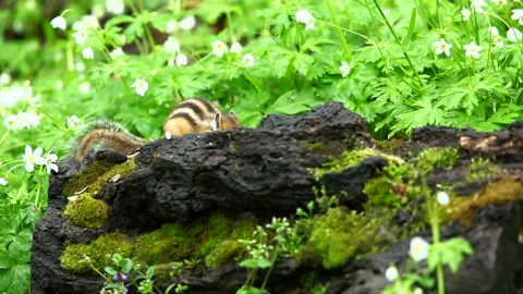 Chipmunk Stock Footage 332391338