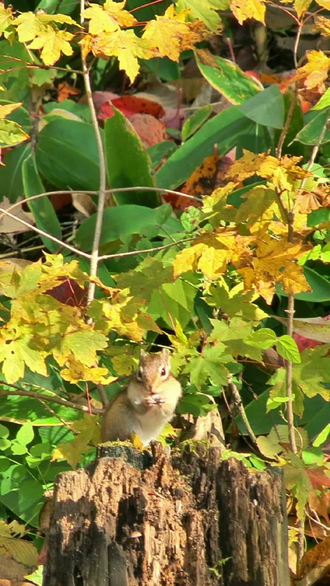 Chipmunk Vidéo 332391979