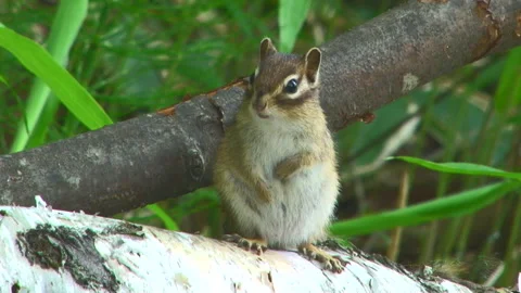 Chipmunk Stock Footage 332402493