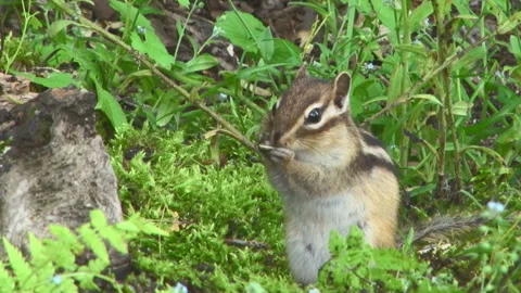 Chipmunk Stock Footage 332402522