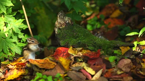 Chipmunk Stock Footage 332413219