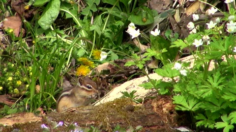 Chipmunk Stock-Footage 332413856