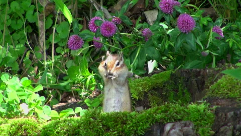 Chipmunk Stock-Footage 332414085
