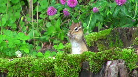 Chipmunk Stock Footage 332414143