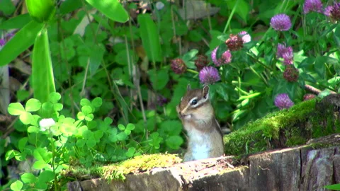 Chipmunk Stock Footage 332414192