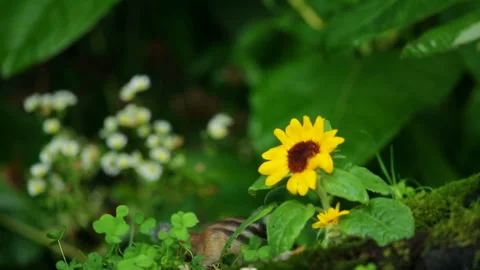 Chipmunk Stock Footage 332414475