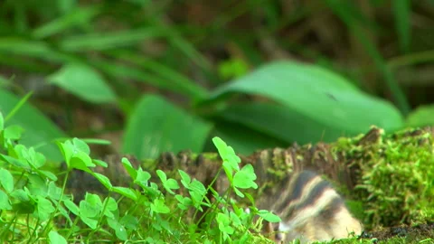 Chipmunk Stock Footage 332415200