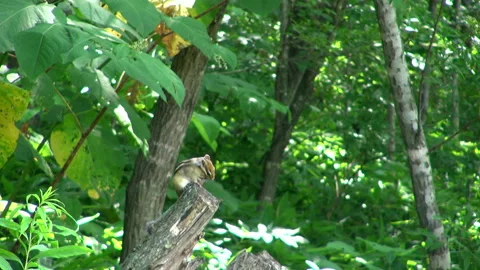 Chipmunk Video stock 332415598