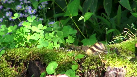 Chipmunk Stock Footage 332416301