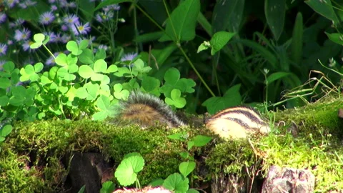 Chipmunk Stock Footage 332416306