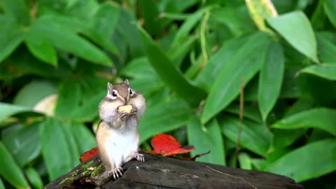 Chipmunk Stock Footage 332420066