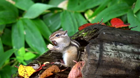 Chipmunk Stock Footage 332420079