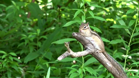 Chipmunk Stock Footage 332420395