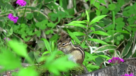 Chipmunk Video stock 332420576
