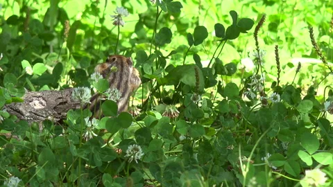 Chipmunk Stock-Footage 332423510