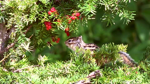 Chipmunk Stock Footage 332423987