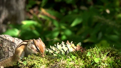 Chipmunk Stock Footage 332424230