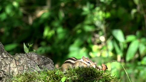 Chipmunk Stock Footage 332424279
